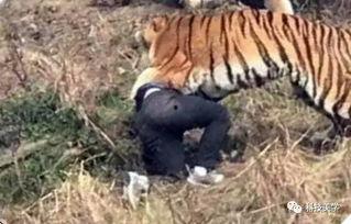 成都老虎爆料视频最新,揭秘背后惊人真相